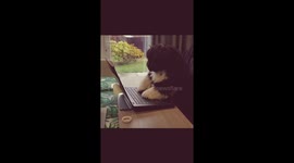 Funny puppy workin K9 till 5 ..workin from home