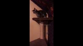 Kitten antics