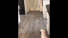 Q the parrot’s #Whatthefluffchallenge wait until the end