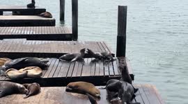 Sea lions at PIER 39: This is how they play!