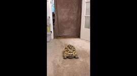 What The Fluff Challenge With Tortoise! Finds Bro!