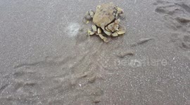 The great escape, a crab runs for cover and burrows down in wet sand.
