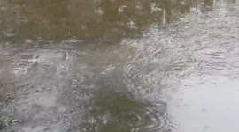 Rain Fall Video With Natural Relaxation Sound