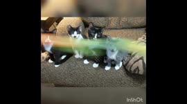 Cute Kitten pong on couch