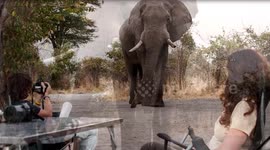 Spanish tourists film terrifyingly close encounter with wild elephant