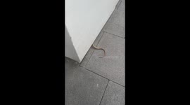 Spot the rat! London rodent leaves tail hanging out on pavement