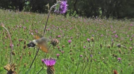Amazing Hummingbird hawk-moth in wildflower meadow