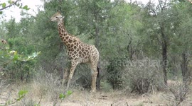 Male giraffe enjoys an awkward looking chest scratch