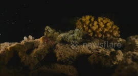 Devil Scorpion fish hunting