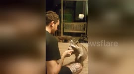 North Carolina man befriends a racoon and feeds him doughnuts
