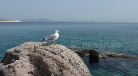 Sea gull