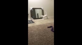 Kitten Playing With His Reflection