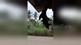 Wild bat has been returning to the same house for 12 years