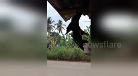 Wild bat has been returning to the same house for 12 years