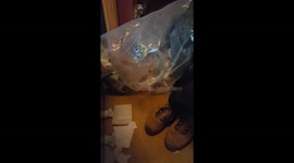 The bag belongs to the cat