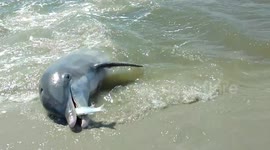 US woman films dolphins beaching themselves to feast on fish