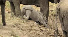 Adorable baby elephant makes awkward attempt to get back on its feet