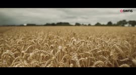 Man proposes to sci-fi fan girlfriend in a CROP CIRCLE