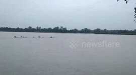 Herd of elephants swim across flooded river in India