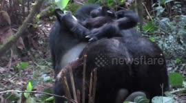 Frank&Arlette Gorilla tracking Bwindi Uganda Part II