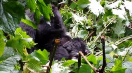 Gorilla Trekking in Uganda