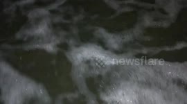 Ghost crab in the surf at Folly Beach