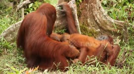 Family of Orangutans Monkeying Around