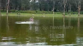 Angry hippo chases after boat in Kenya