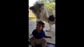 Lion attempts to attack a clueless boy through glass