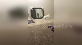 Cat freaks out at own reflection in new mirror