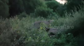 Mother elephant charges lion to protect newborn calf HIGH DEFINITION VERSION
