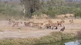 Hyenas relentlessly harass lions until they give up their kill