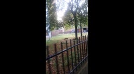 London fox in broad daylight munching on chicken leg