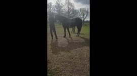 Horse whisperer smooth and sublime in Estacia, Argentina
