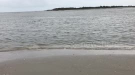 Dolphins strand feeding