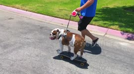 English bulldog shows off skateboard skills