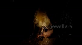 Hyena crawling inside a dead Elephant to feed
