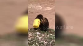 Villagers save bear cub with head stuck in bucket