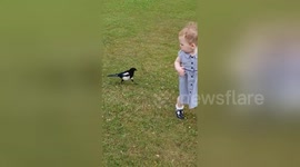 Magpie chases toddler in UK park