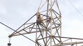 Monkey makes breathtaking 100-foot leap from transmission tower