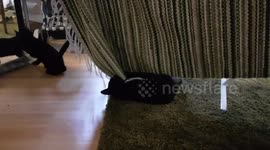 Two kittens play and fall