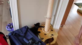 Two kittens fight over cat tree