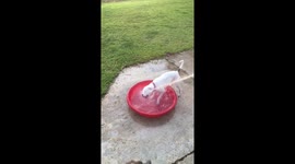 Tyson and Stella loving summer time fun