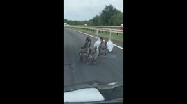 Police dashcam shows drivers being held up by a family of SWANS