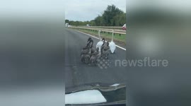 Newsflare Edit - Police dashcam shows drivers being held up by a family of SWANS