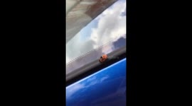 Ladybugs banging on a car