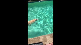 Dog plays fetch with himself in the pool
