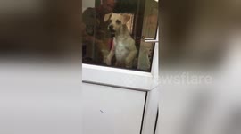 Dog uses invisible trampoline to beg to come outside