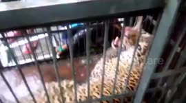 Aggressive leopard jumps at rescuers after being found in house