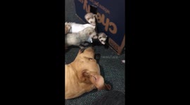 Dog plays with ferret friends